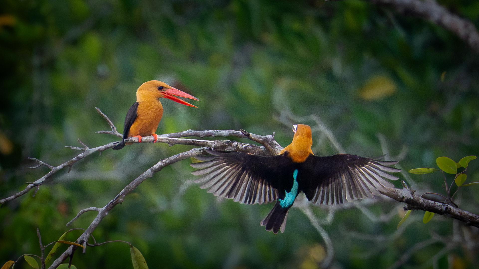 Krabi Overseas Workshop, Jan 2026